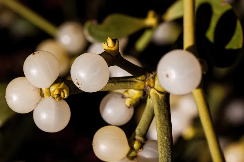 El parásito que se merienda al parásito: el nuevo chisme de la selva de Borneo