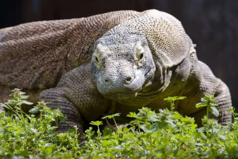 Los hobbits de Flores no cazaban elefantes: eran los carroñeros que llegaban después del dragón de Komodo