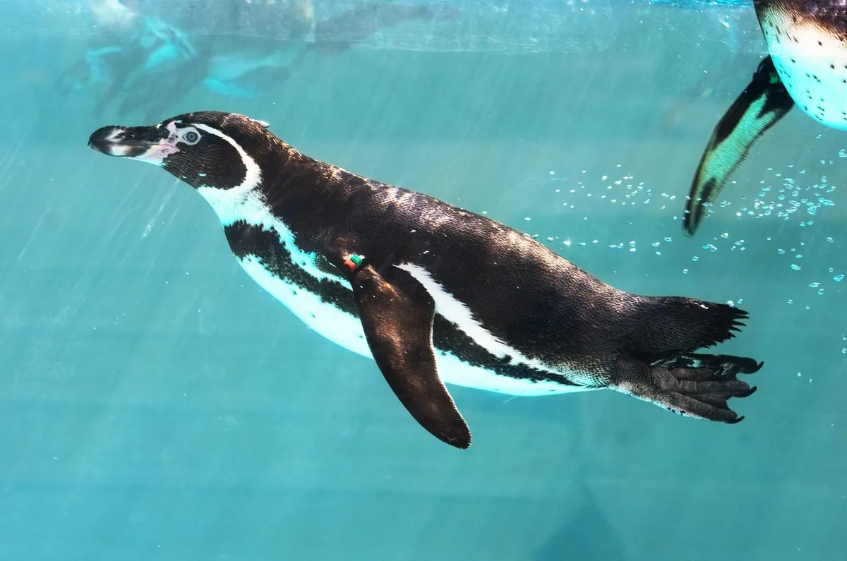 A los 50, olvida el paseo y la piscina: la ciencia dice que toca levantar pesas como un animal