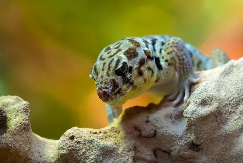 ¿Te compras la Switch 2 solo para esto? Pues el Gecko Gods llega con un DLC gratis y una isla nueva