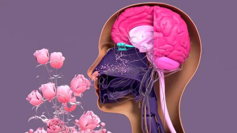 Cuando pierdes el olfato, tu cerebro te está avisando de algo gordo